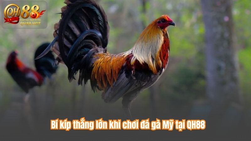 Bí kíp thắng lớn khi chơi đá gà Mỹ tại QH88