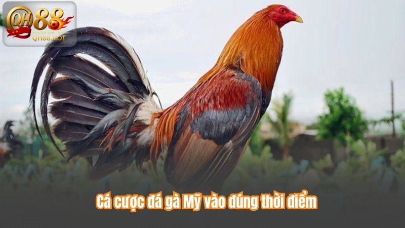 Cá cược đá gà Mỹ vào đúng thời điểm