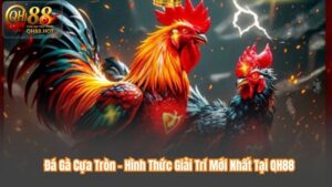 Đá Gà Cựa Tròn – Hình Thức Giải Trí Mới Nhất Tại QH88