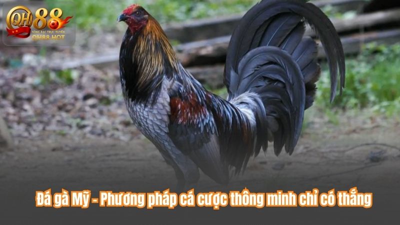Đá gà Mỹ – Phương pháp cá cược thông minh chỉ có thắng