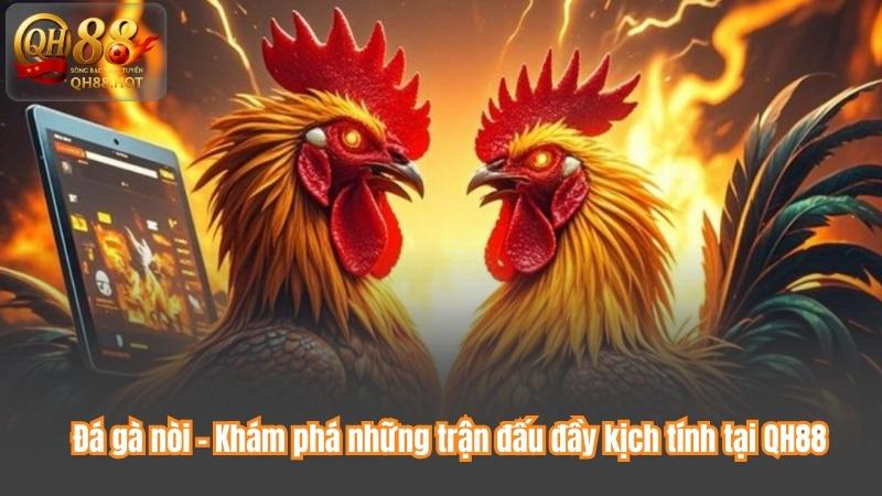 Đá gà nòi – Khám phá những trận đấu đầy kịch tính tại QH88