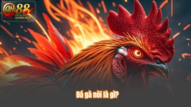 Đá gà nòi là gì?