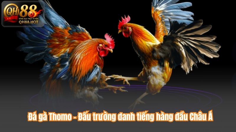 Đá gà Thomo - Đấu trường danh tiếng hàng đầu Châu Á