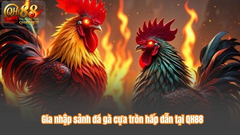 Gia nhập sảnh đá gà cựa tròn hấp dẫn tại QH88
