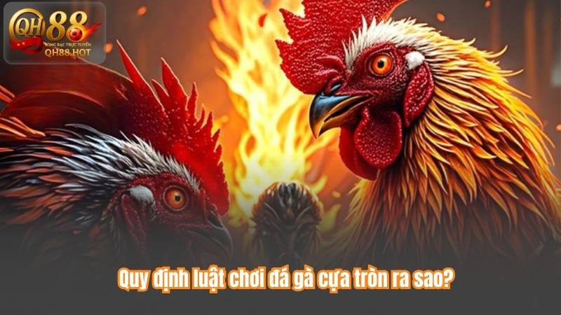 Quy định luật chơi đá gà cựa tròn ra sao?