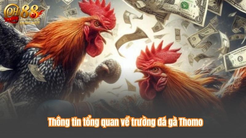 Đá gà Thomo - Đấu trường danh tiếng hàng đầu Châu Á 2 Thông tin tổng quan về trường đá gà Thomo