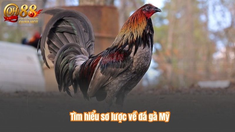 Tìm hiểu sơ lược về đá gà Mỹ